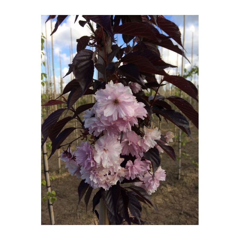 Prunus Serrulata 'Royal Burgundy' - meerstammig