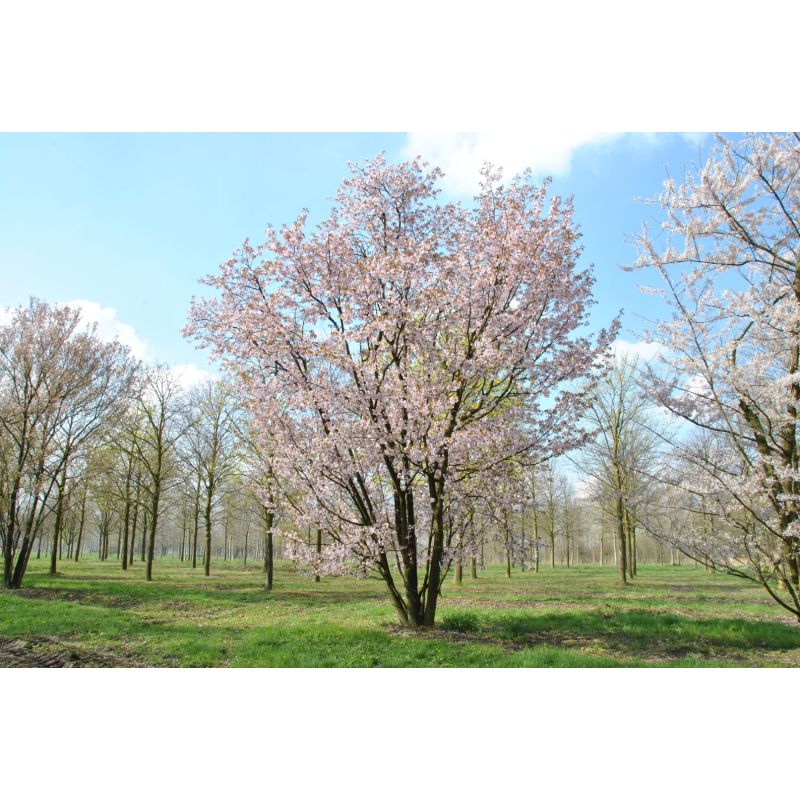 Prunus Serrulata 'Kanzan' - meerstammig