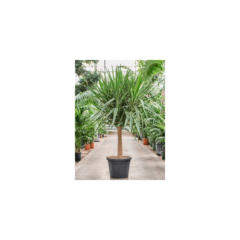 Yucca elephantipes Puck