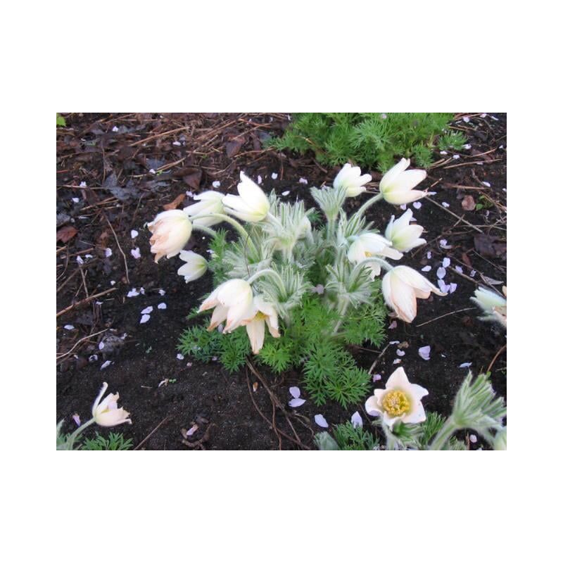 Pulsatilla vulgaris 'Alba' - 6 stuks