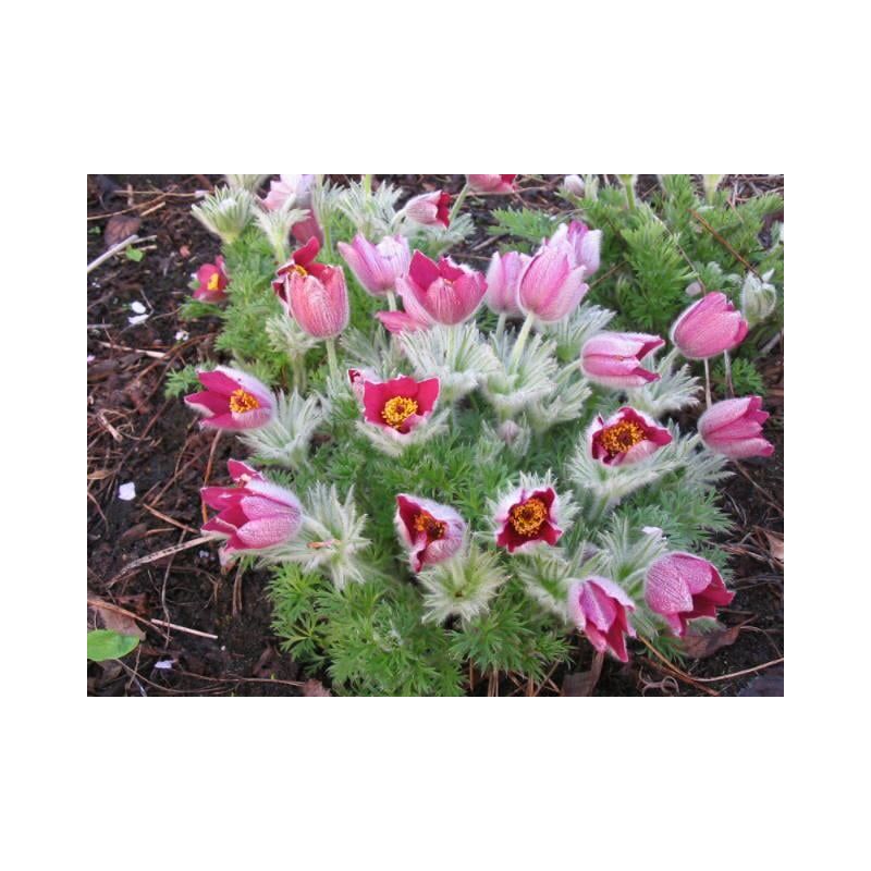 Pulsatilla vulgaris 'Rode Klokke' - 6 stuks