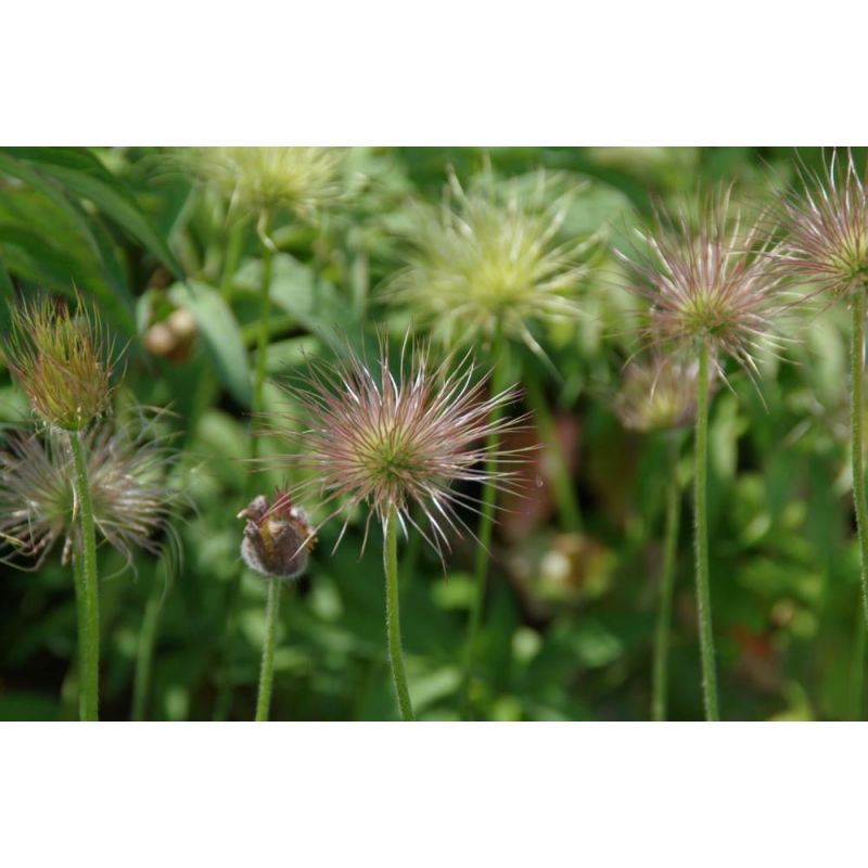 Pulsatilla vulgaris 'Rubra' - 6 stuks