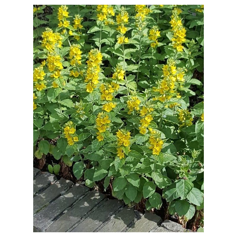 Lysimachia punctata - 6 stuks