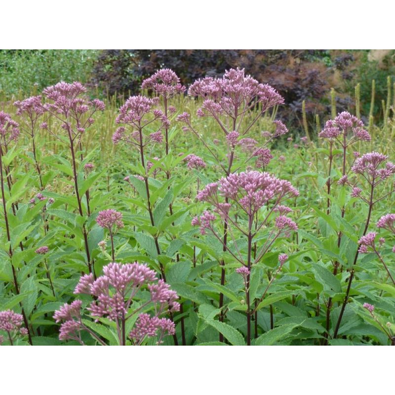 Eupatorium Purple Bush - 6 stuks