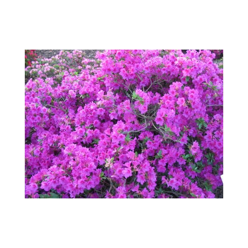 Rhododendron Purple Splendor