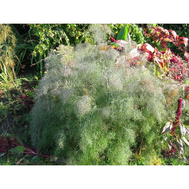 Eupatorium purpureum - 6 stuks