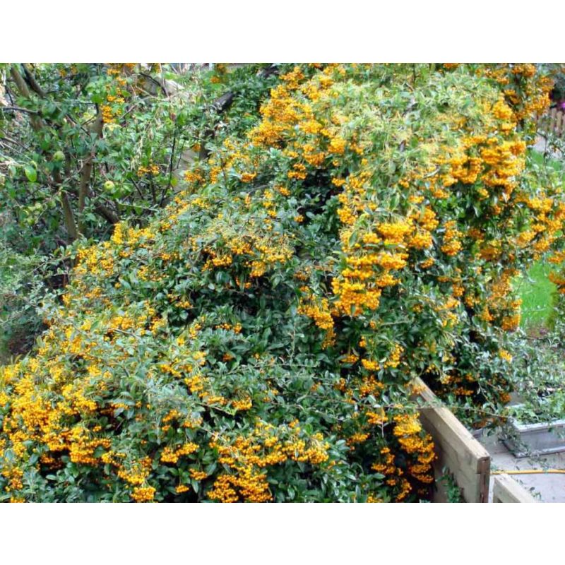 Pyracantha Golden Charmer