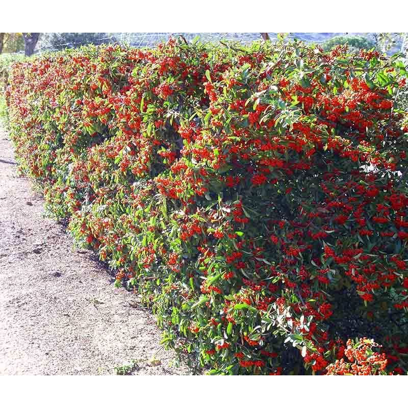 Pyracantha Mohave