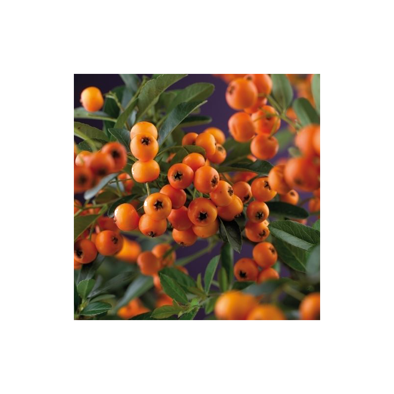 Pyracantha Golden Charmer