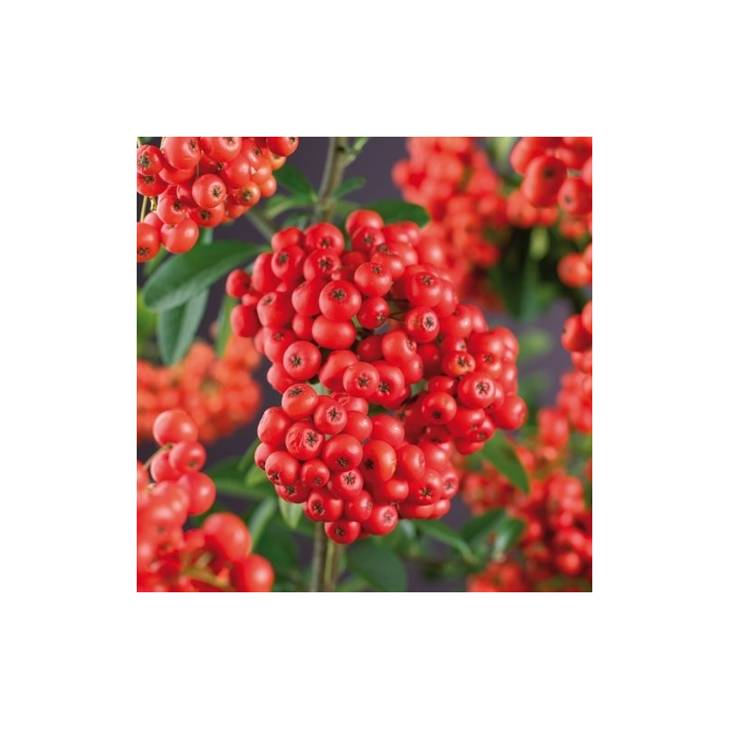 Pyracantha Mohave