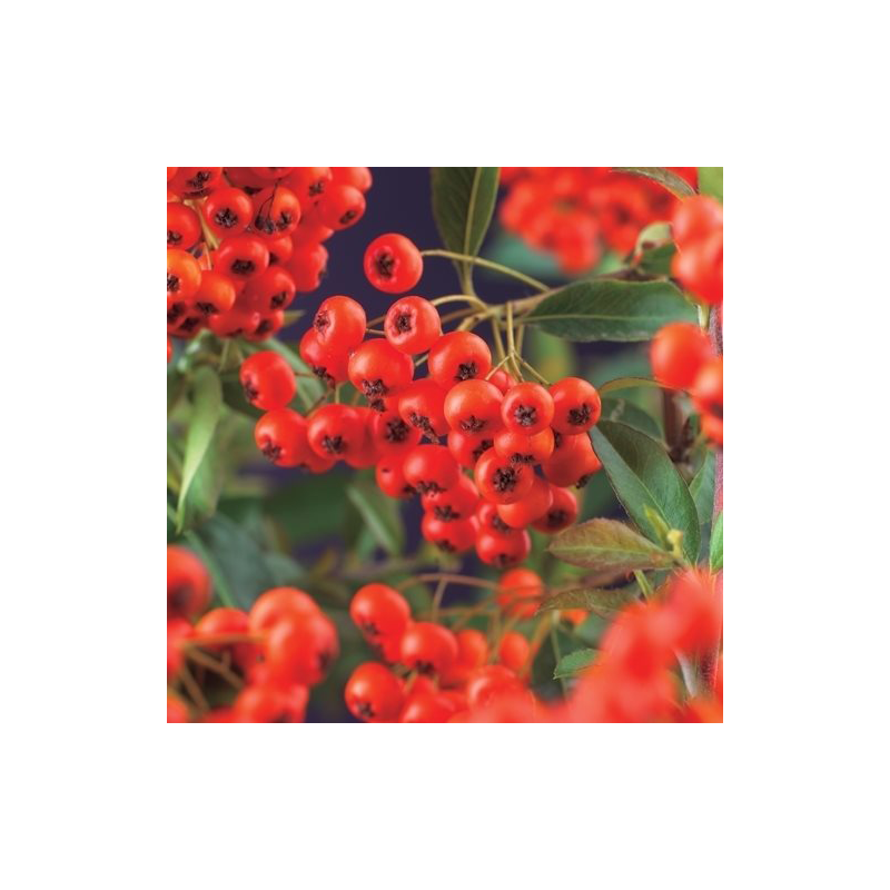 Pyracantha Red Column