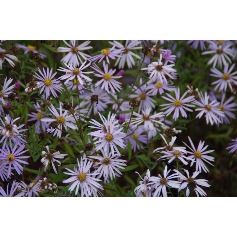 Aster Lutetia - 6 stuks