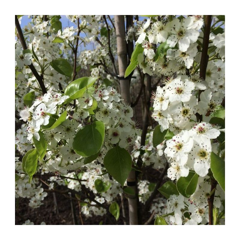 Pyrus Calleryana 'Chanticleer' - leiboom