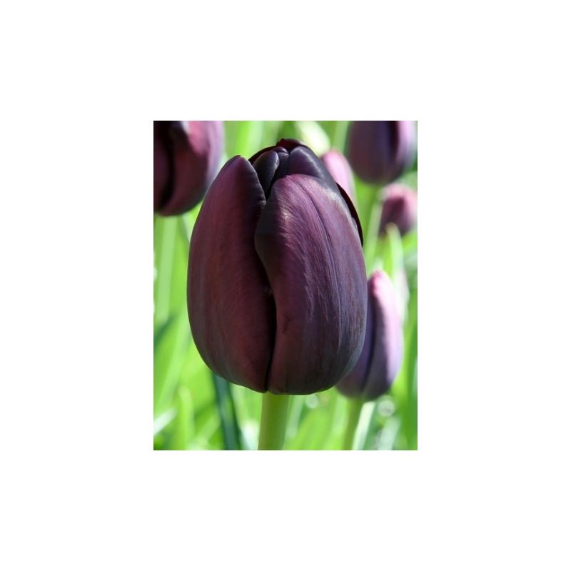 Tulipa Queen of Night