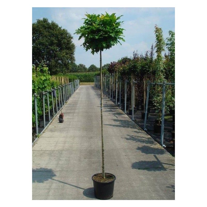 Quercus Palustris Green Dwarf