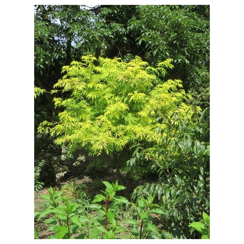 Sambucus Plumosa Aurea