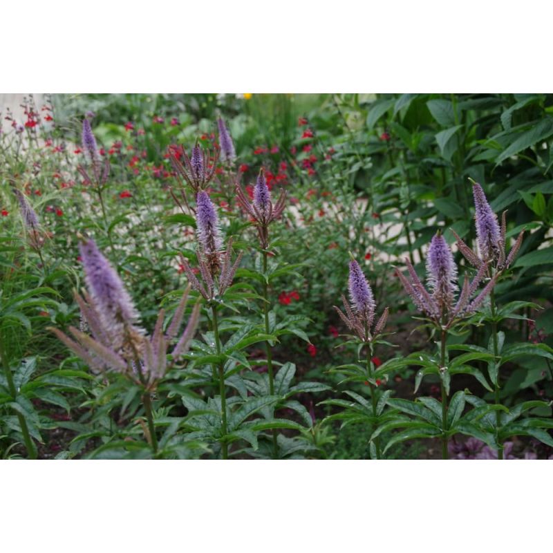 Veronicastrum Red Arrows - 6 stuks