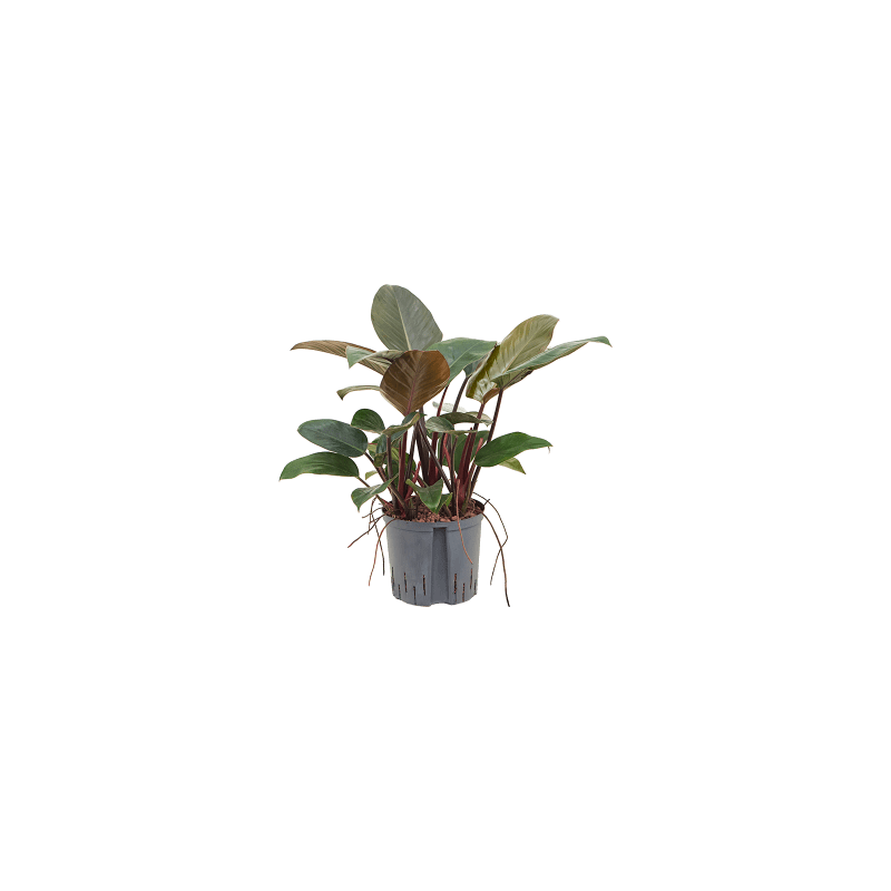 Philodendron Red Beauty