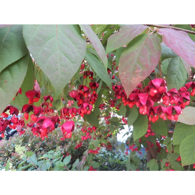 Euonymus Red Cascade