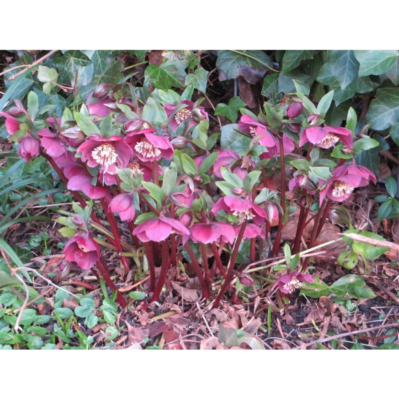 Helleborus Red Hybride - 6 stuks