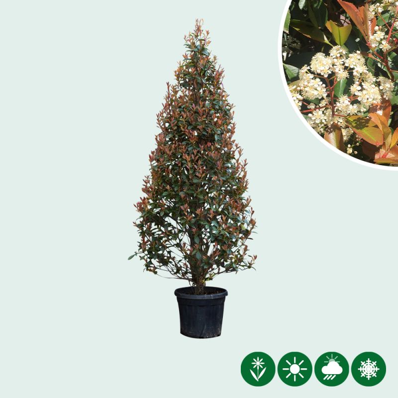 Photinia Fraseri 'Red Robin' - kegel