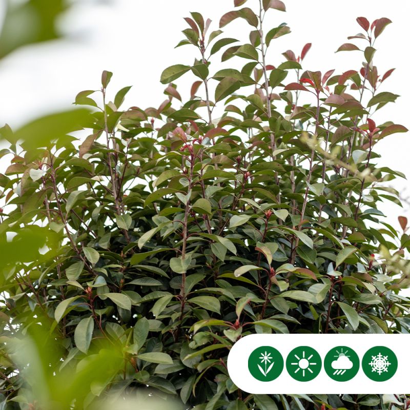 Photinia Fraseri 'Red Robin' - kegel