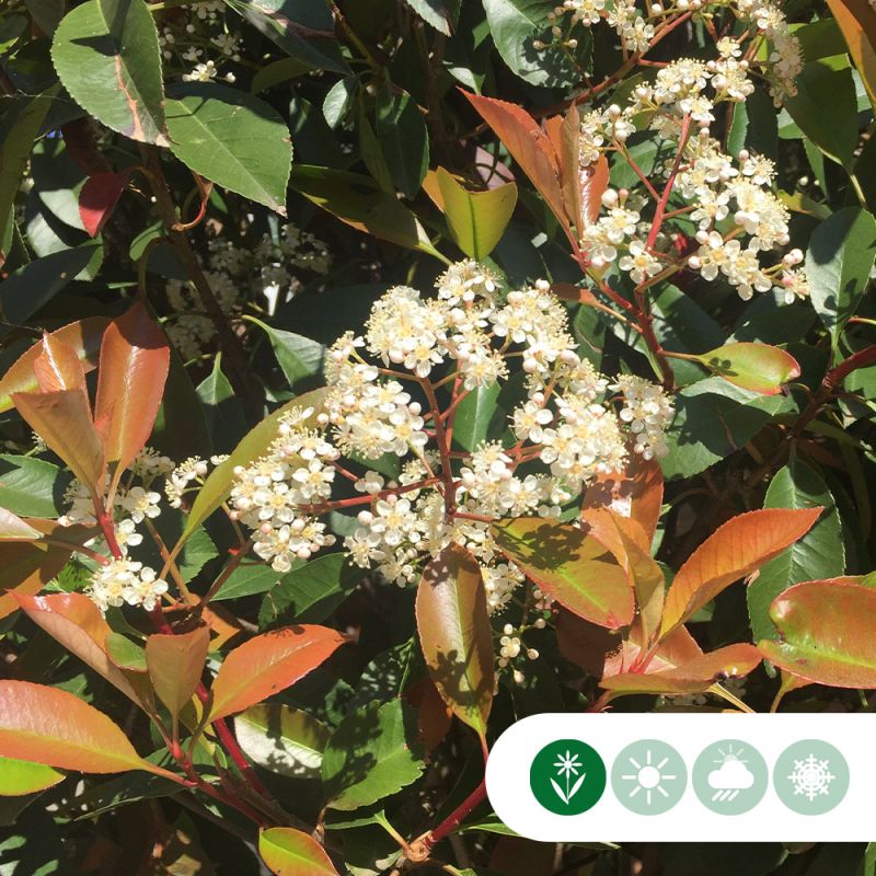 Photinia Fraseri 'Red Robin' - kegel