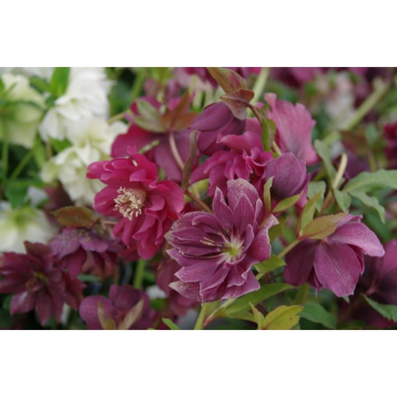 Helleborus Double Ellen Red - 6 stuks