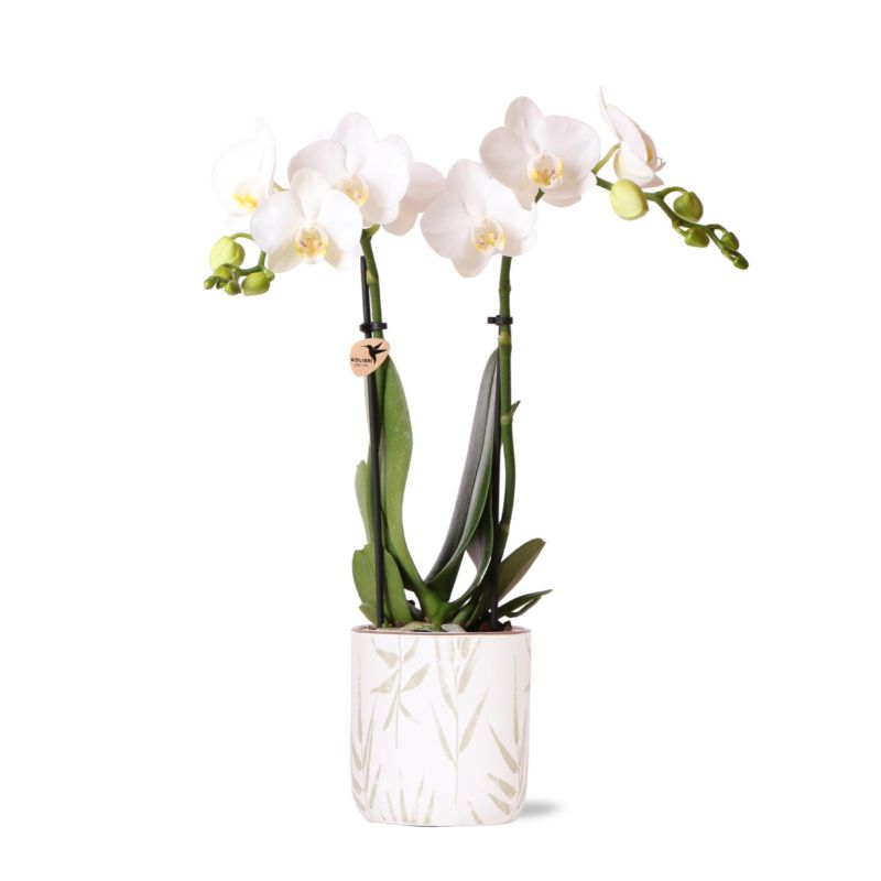 Orchidee in Reeds groen