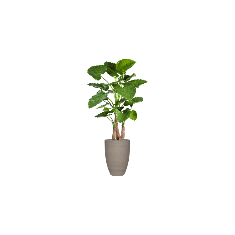 Alocasia Calidora in Refined Ben Grijs - kunstplant