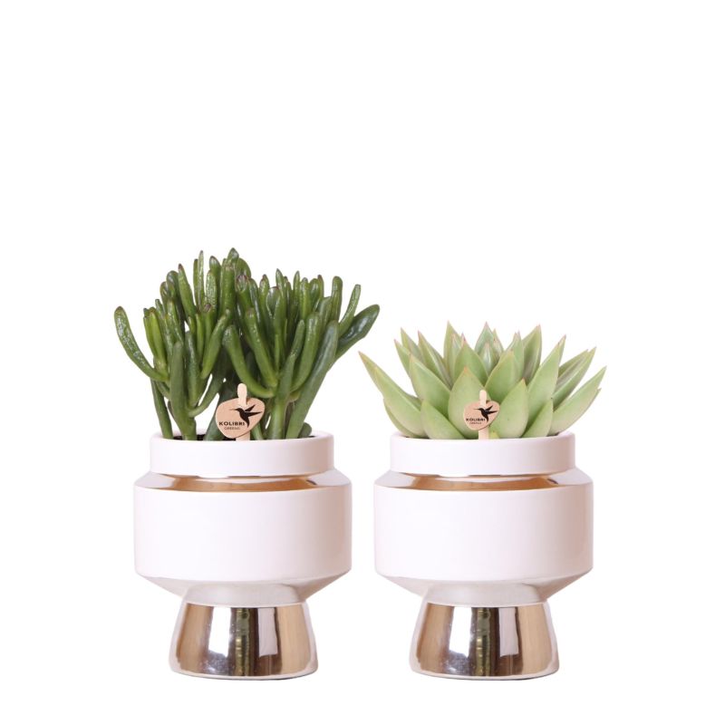 Rhipsalis in Luxueus Duo zilver