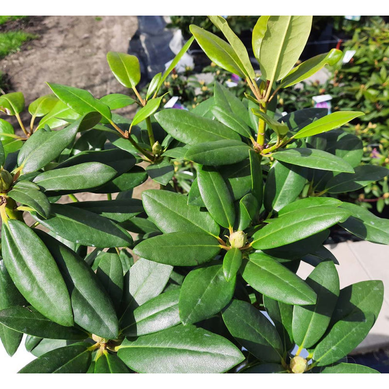 Rhododendron catawbiense Grandiflorum