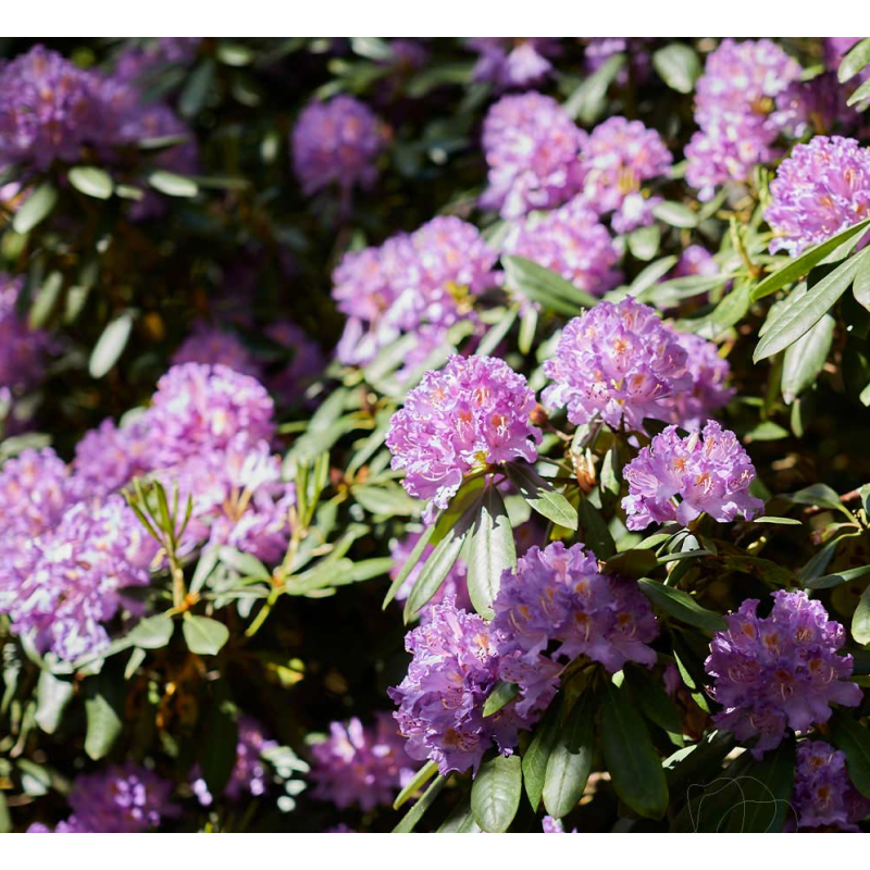 Rhododendron catawbiense Grandiflorum