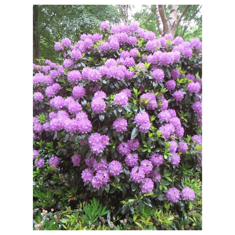 Rhododendron Catawbiense Grandiflorum