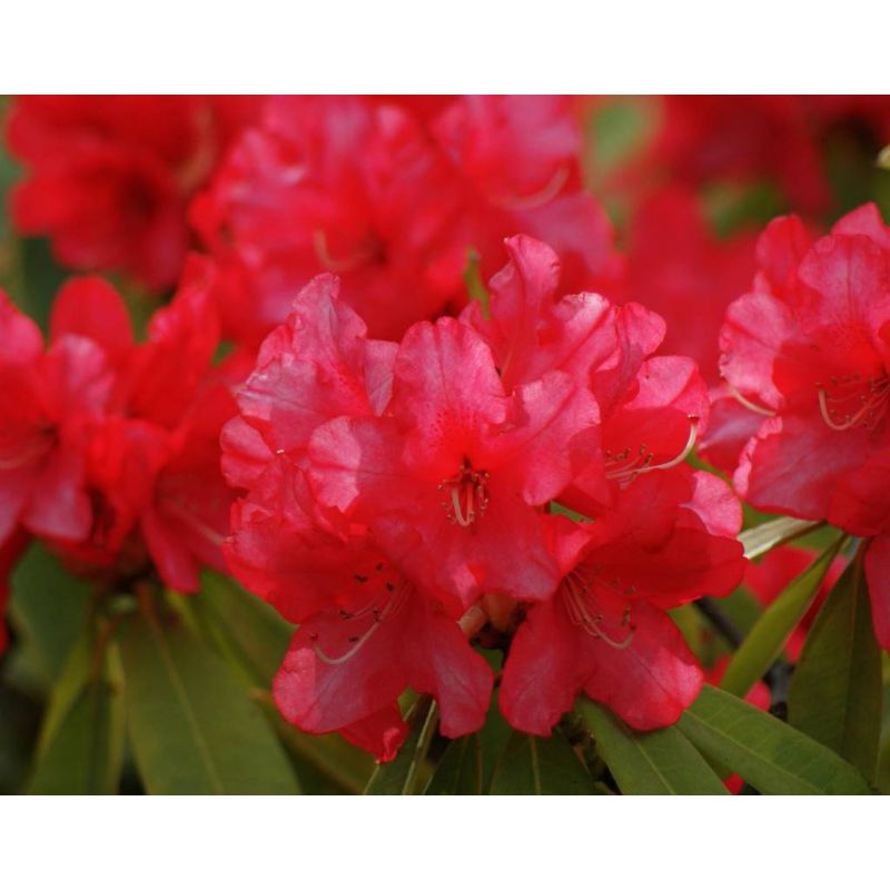 Rhododendron Maruschka