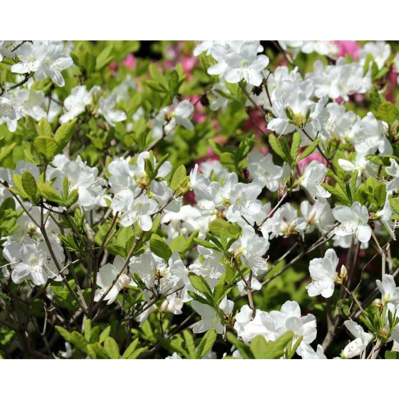 Rhododendron Pleasant White