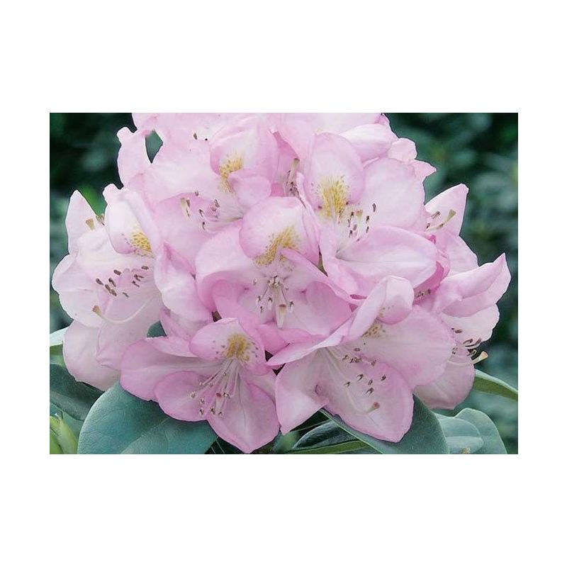 Rhododendron Gomer Waterer