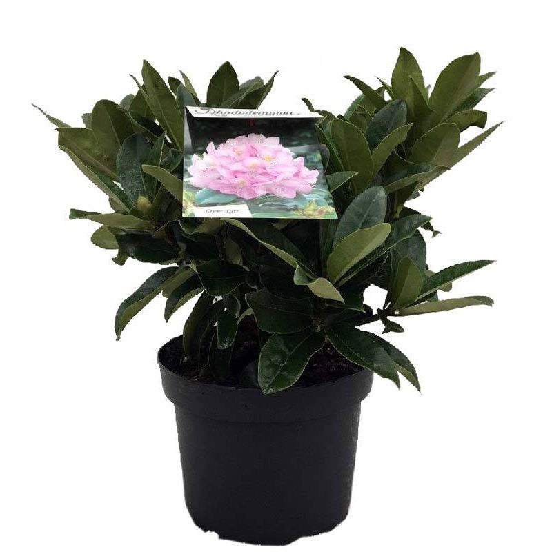 Rhododendron Gomer Waterer