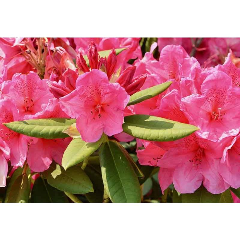 Rhododendron Cosmopolitan