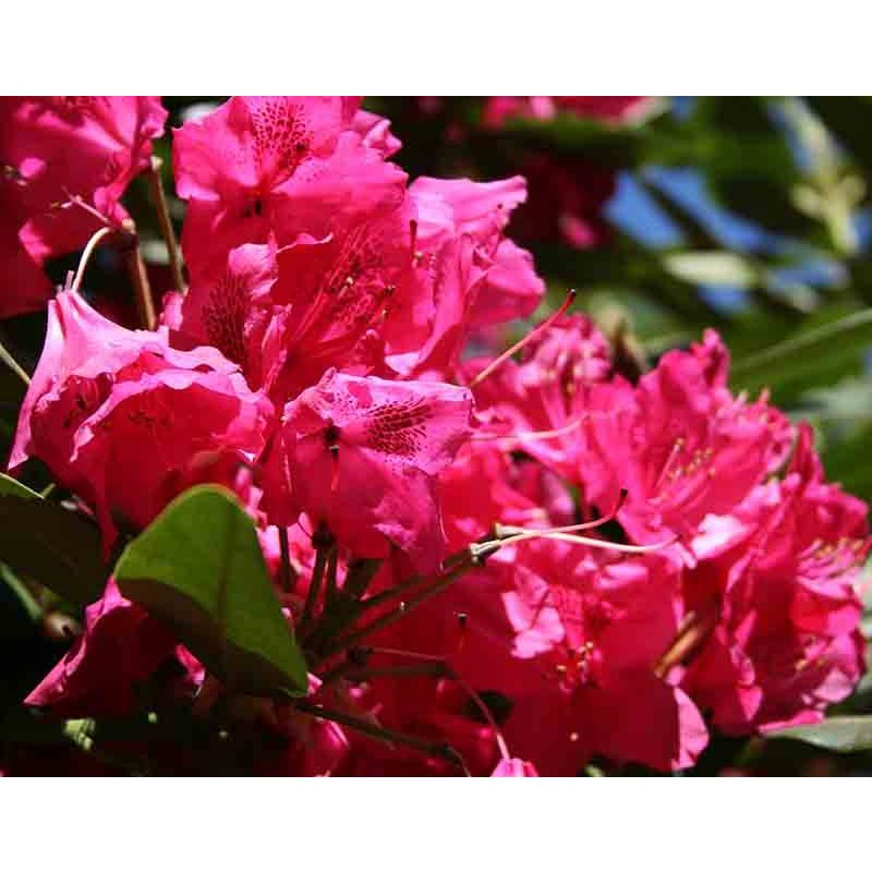 Rhododendron Nova Zembla