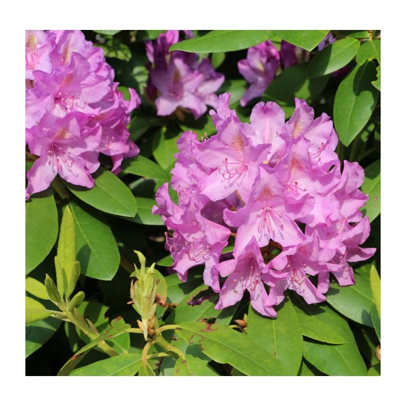 Rhododendron Catawbiense Boursault