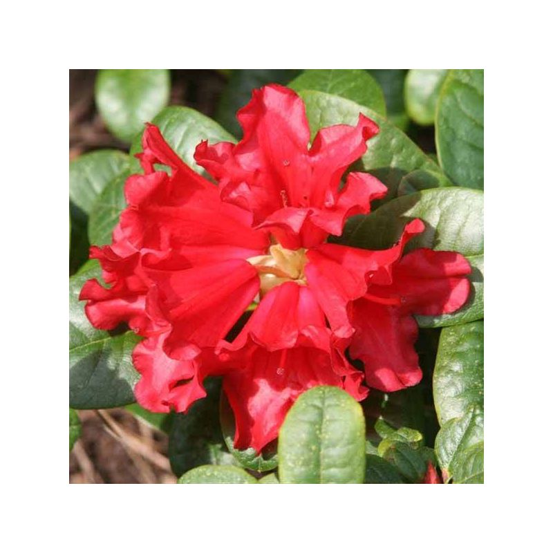 Rhododendron Scarlet Wonder