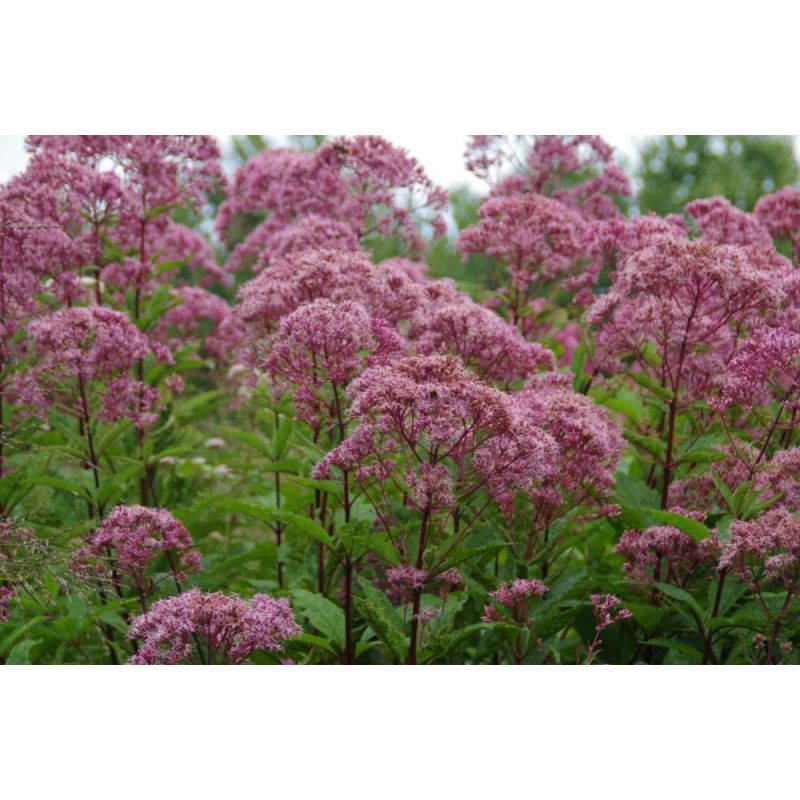 Eupatorium Riesenschirm - 6 stuks