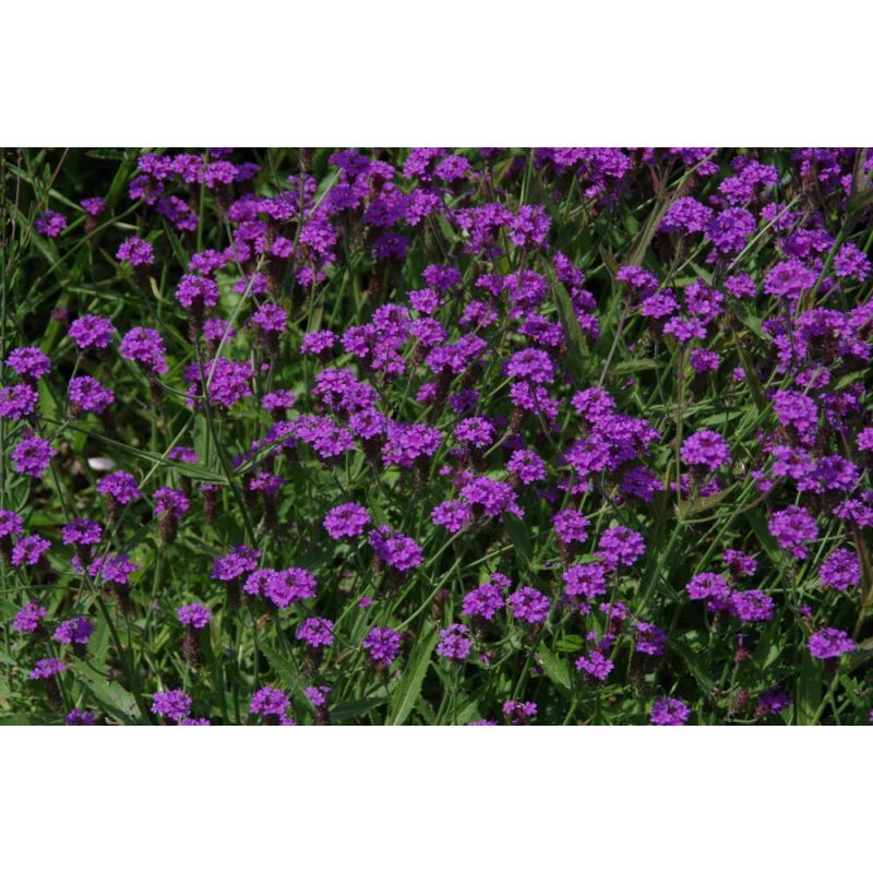 Verbena rigida - 6 stuks