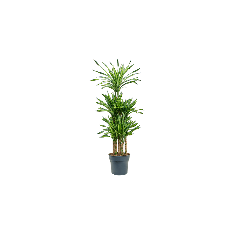 Dracaena Riki carrousel