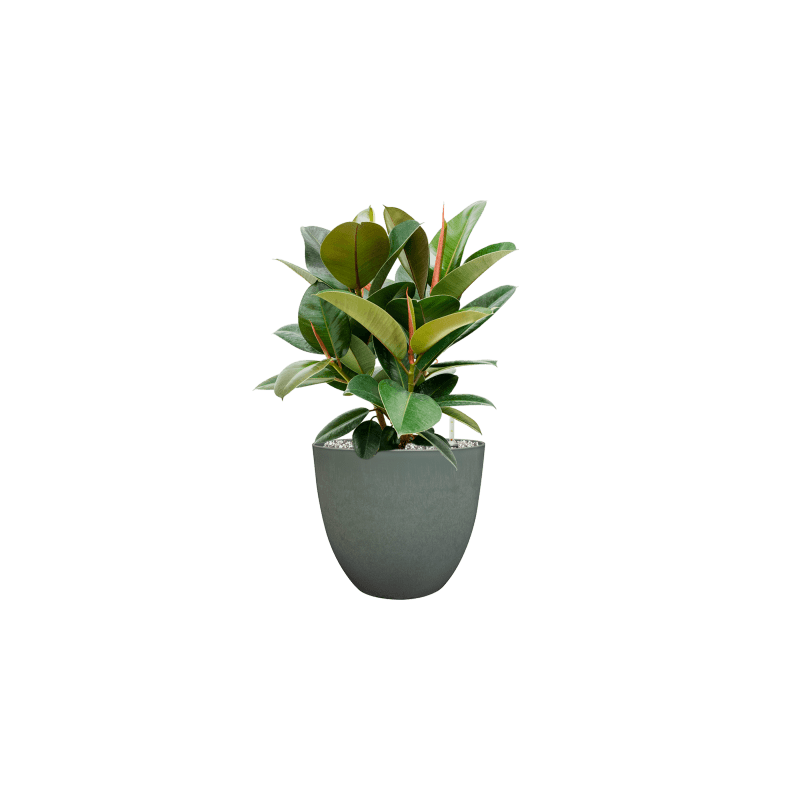 Ficus Elastica Robusta bush