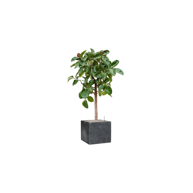 Ficus Elastica Robusta op stam