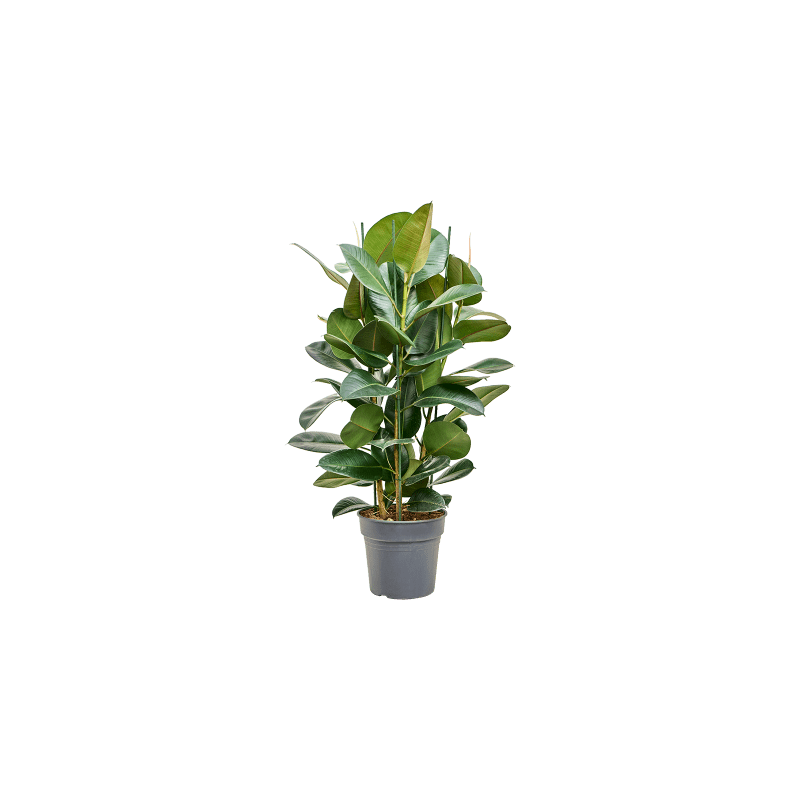 Ficus Elastica Robusta toef