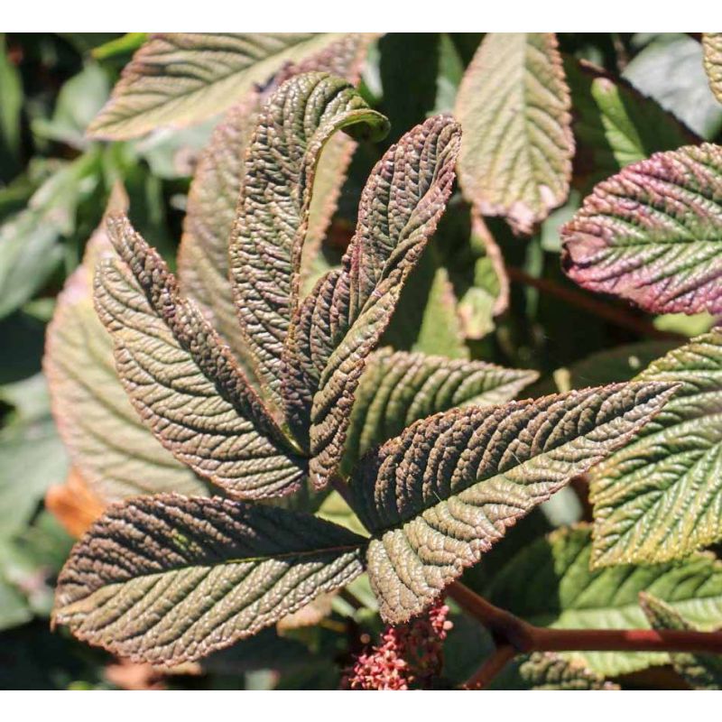 Rodgersia Chocolate Wings - 6 stuks