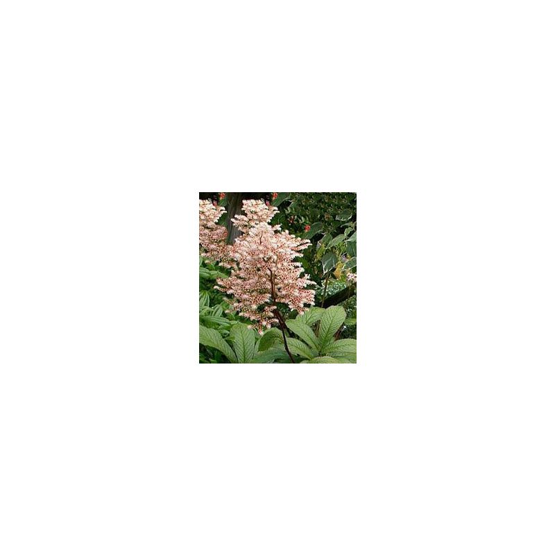 Rodgersia pinnata - 6 stuks